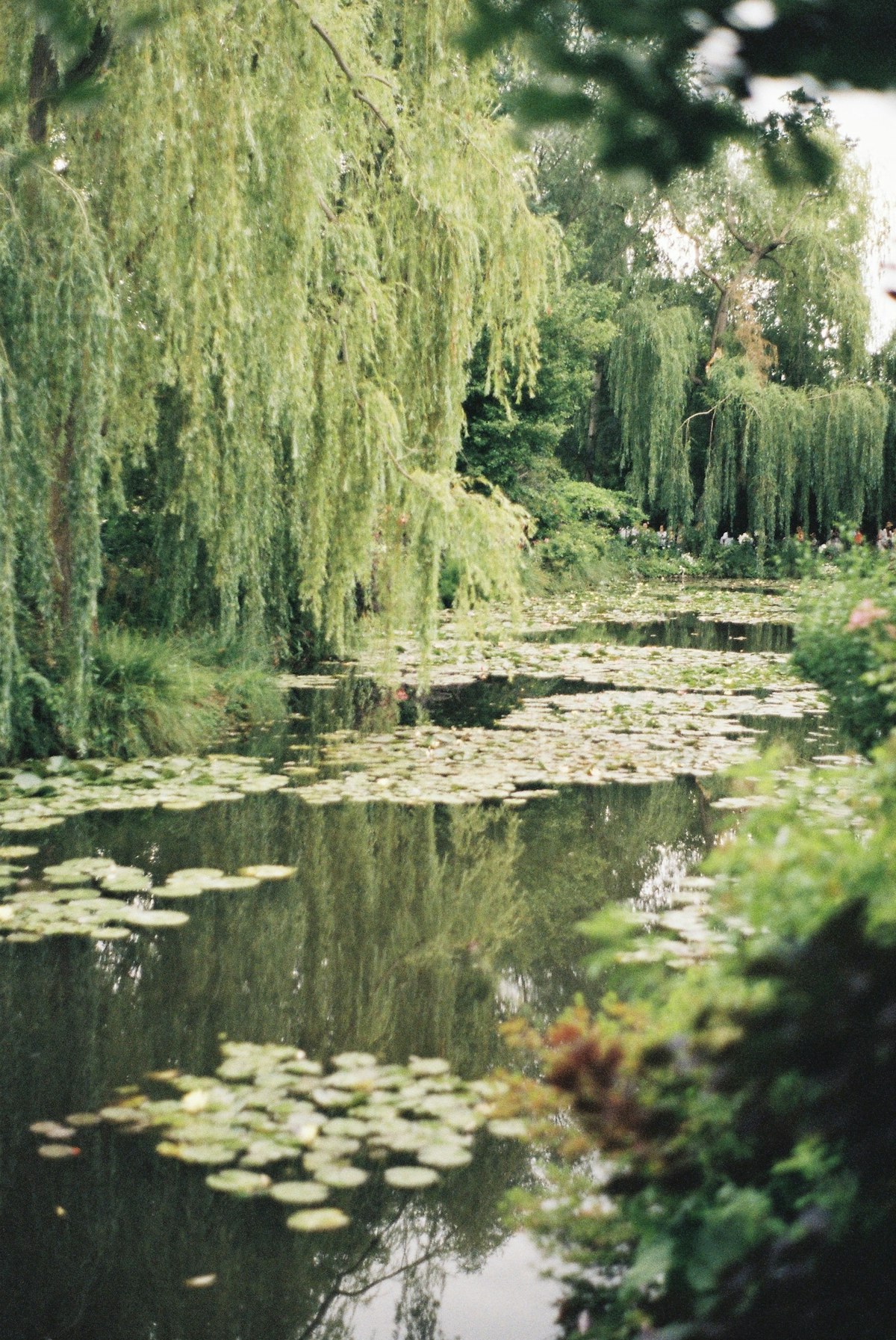 Bassin aux nymphéas dans les jardins de Monet à Giverny